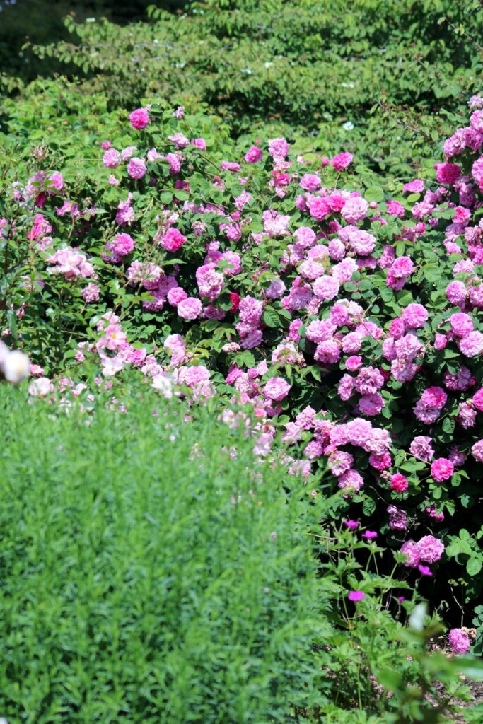 Rosengarten Zweibrücken