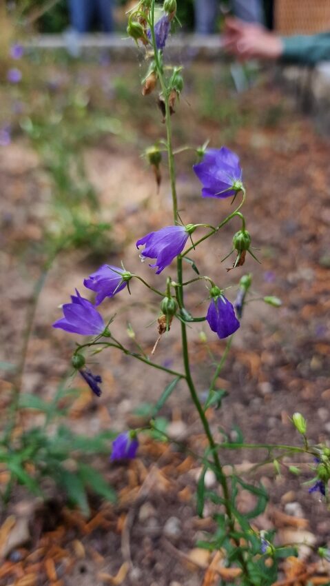 Lanzettblättrige Glockenblume