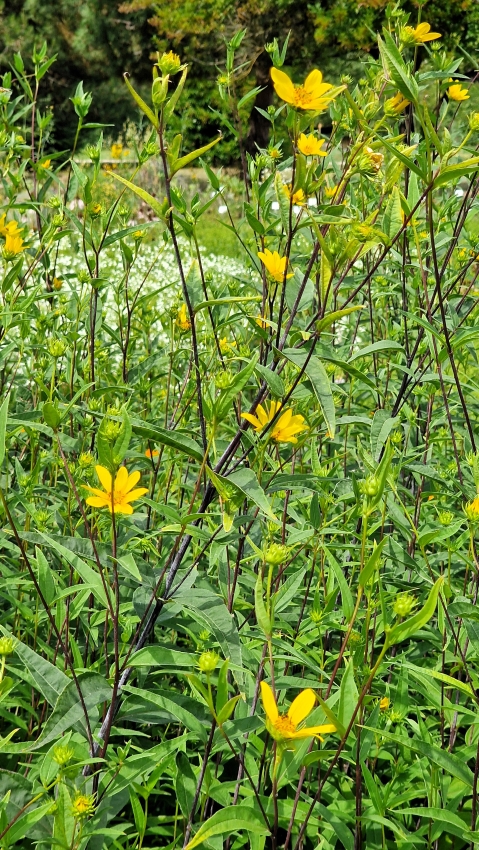 botanische Garten Mainz