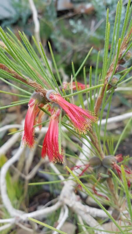 calothamnus