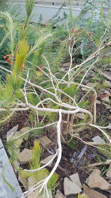 calothamnus