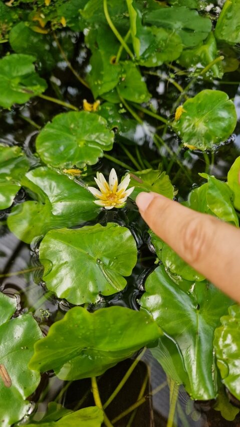 Der botanische Garten Mainz - Seerose
