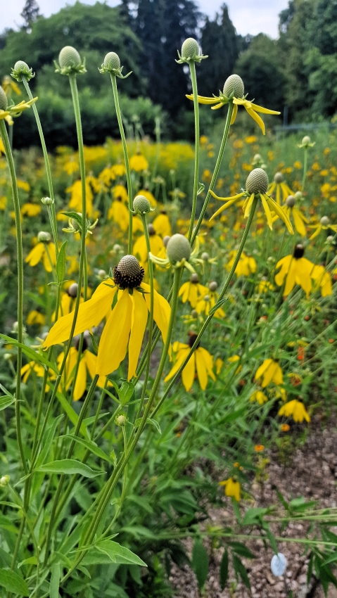 botanische Garten Mainz