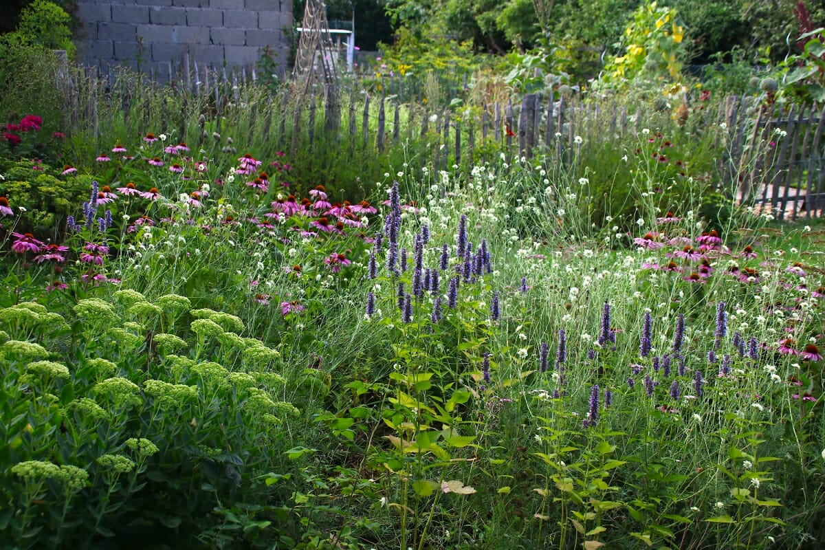 Garten im Klimawandel