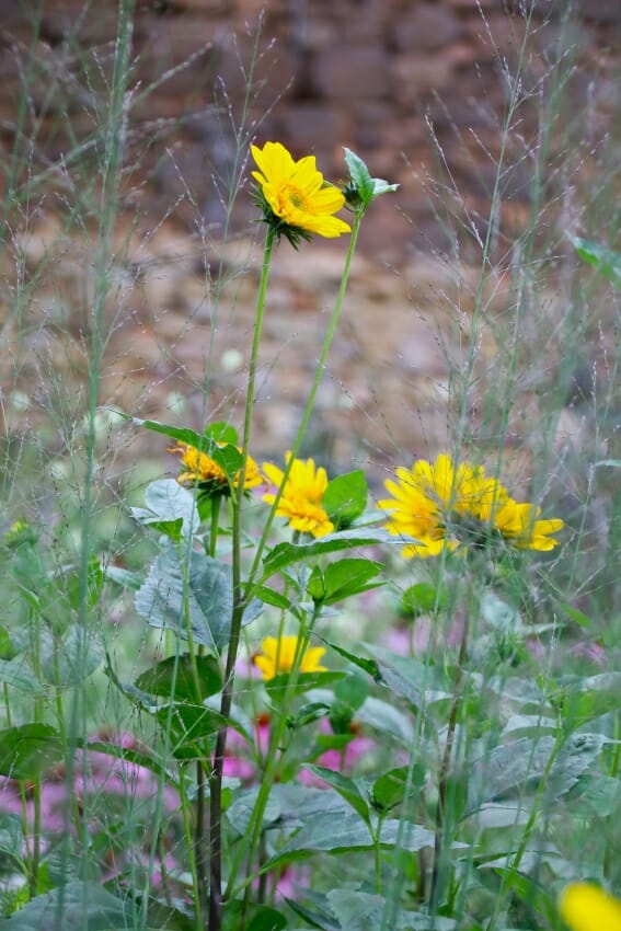 Stauden-Sonnenblume