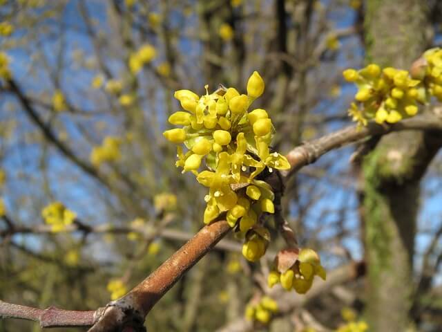 Bienen anlocken