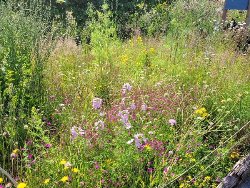 Naturgarten