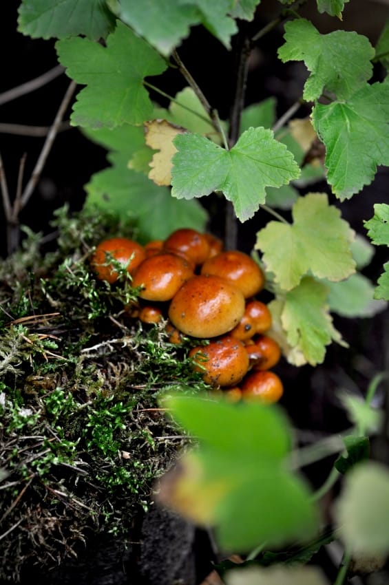 Pilzgarten