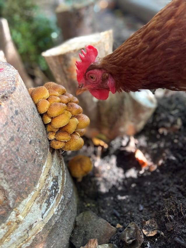 Huhn im Pilzgarten
