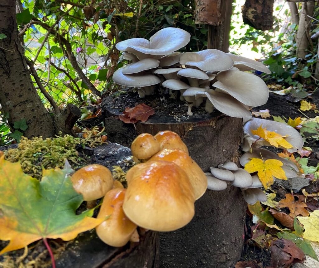Pilzgarten