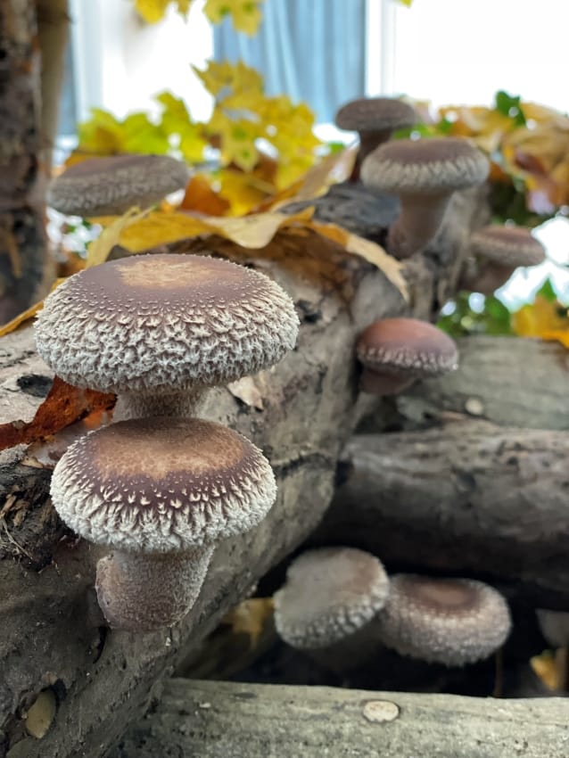 Pilzgarten