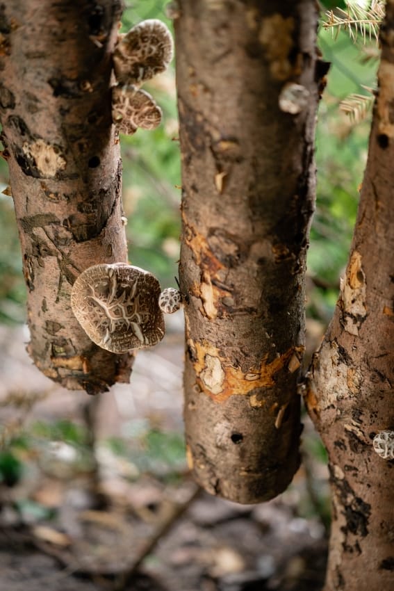 Shiitake im Pilzgarten