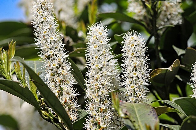 Bienen anlocken
