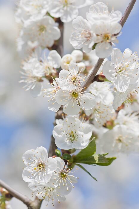 Bienen anlocken Sauerkirsche