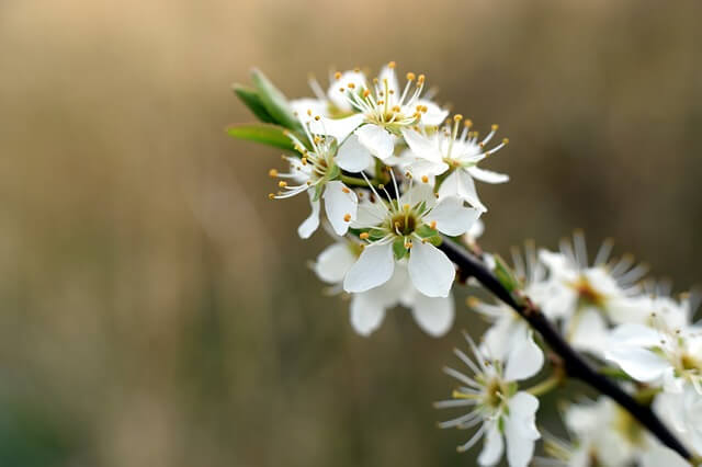 Bienen anlocken