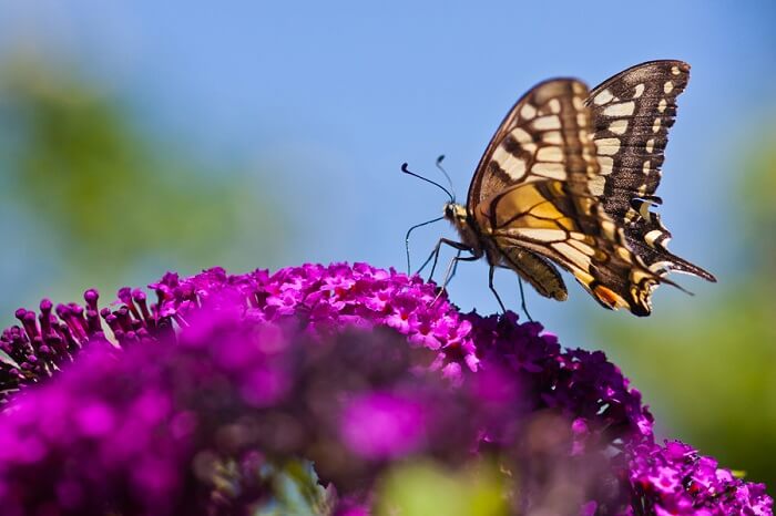 Schmetterling auf Schmetterlingsflieder