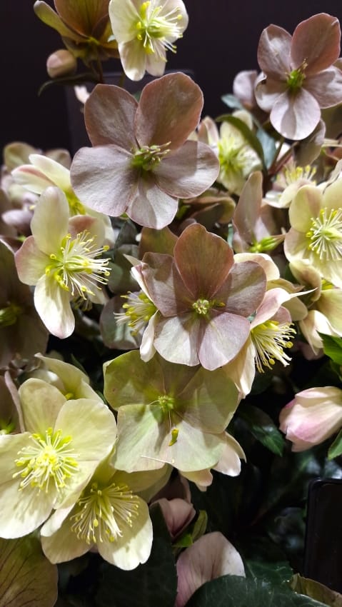 Christrosen, hier: Helleborus x ballardiae (Schneerose)