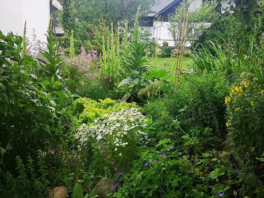 Stauden Liste - Leitstaude