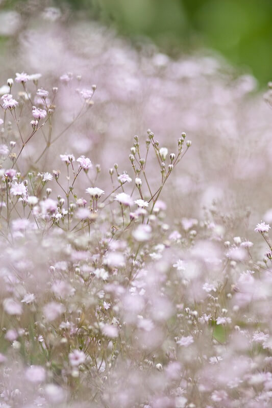 Blumen der Liebe