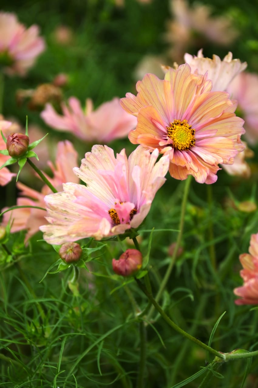 Cosmea Apricotta