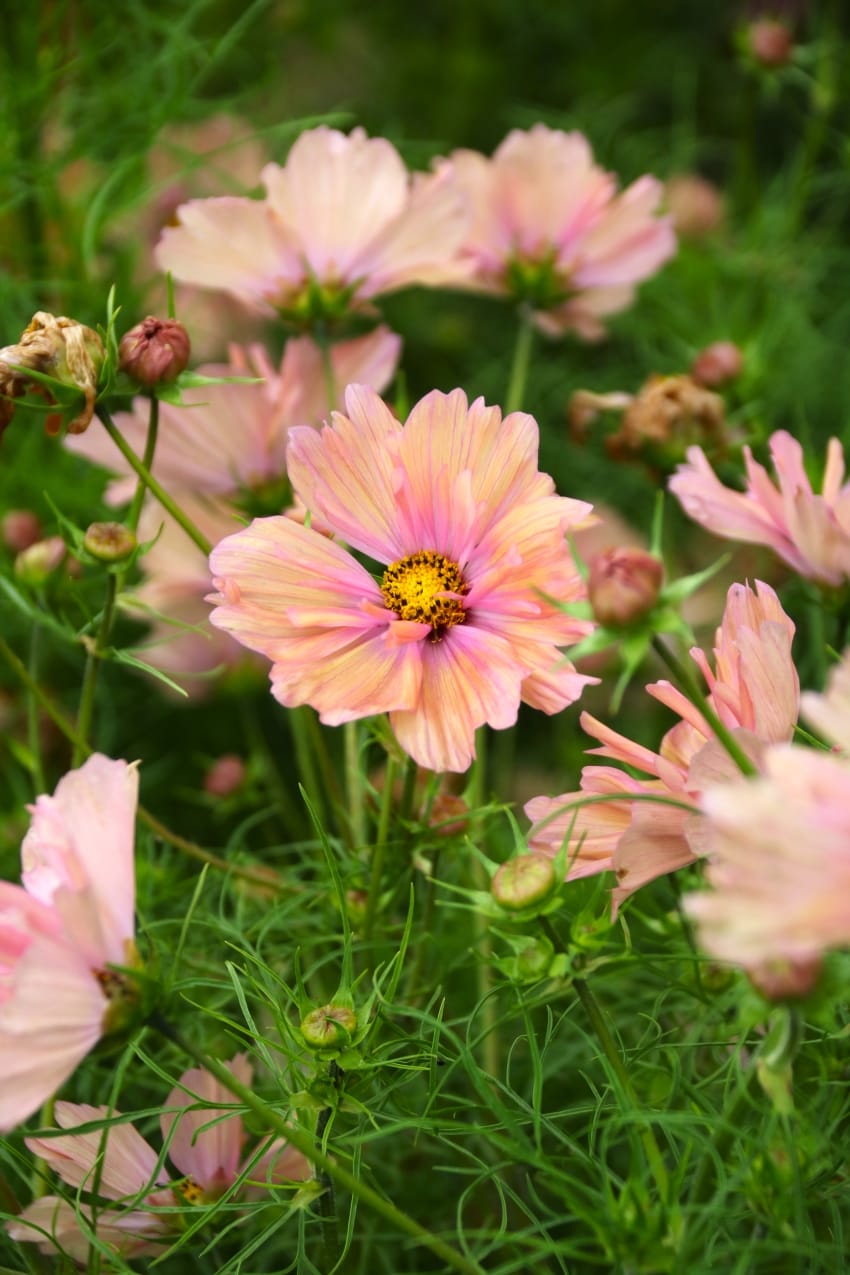 Cosmea Apricotta