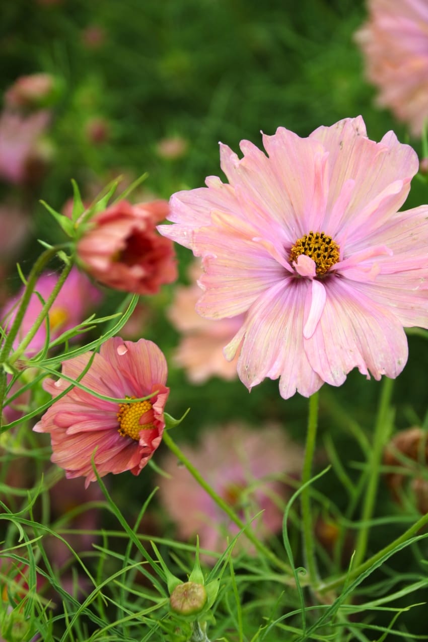 Cosmea Apricotta