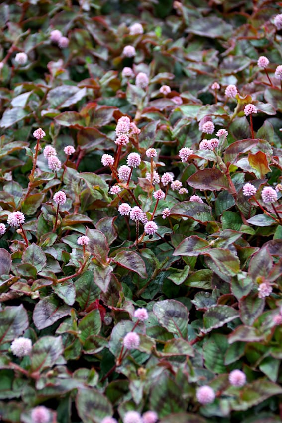 Polygonum