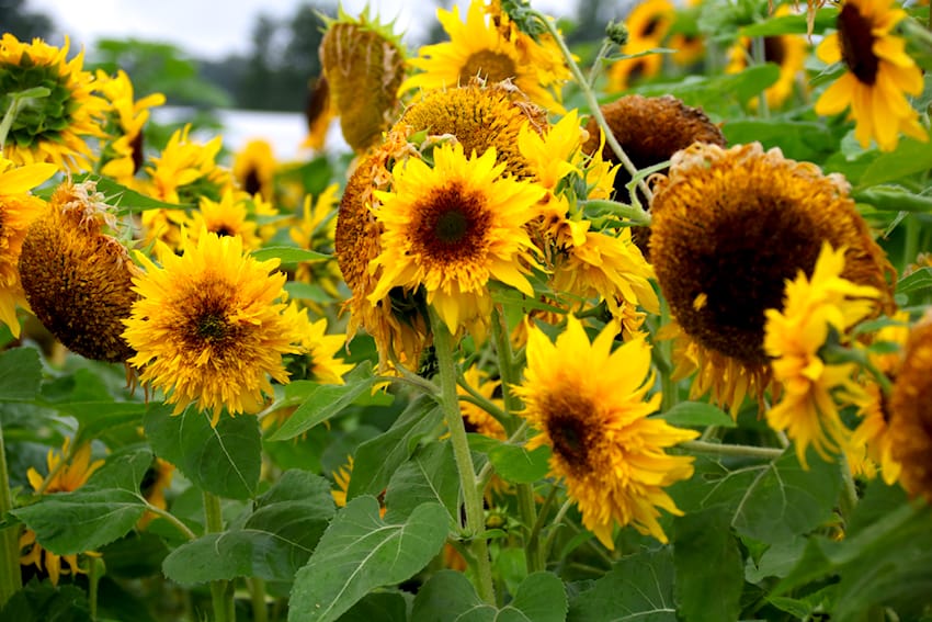 Sonnenblumen bei Volmary