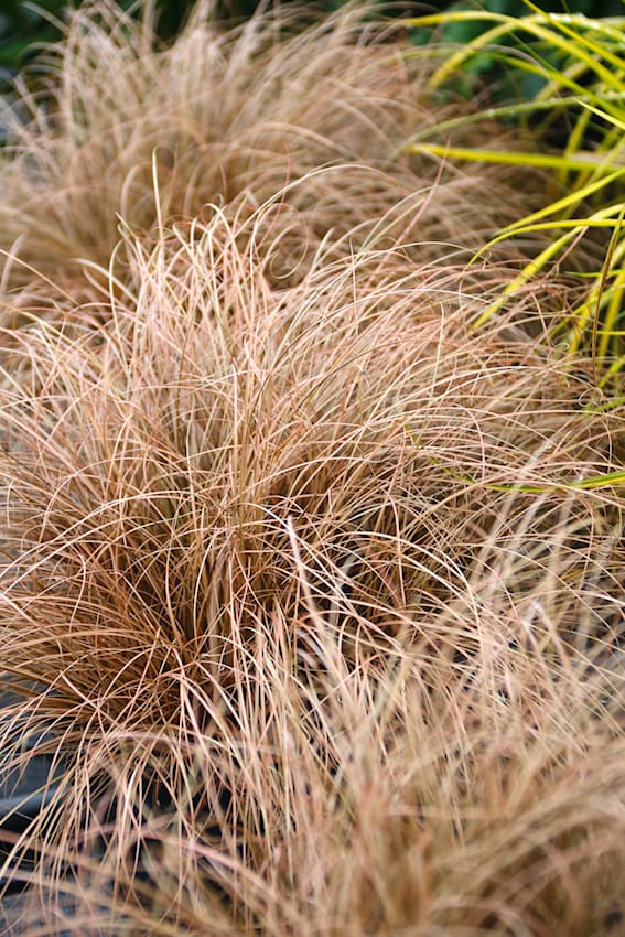 Carex bei Volmary