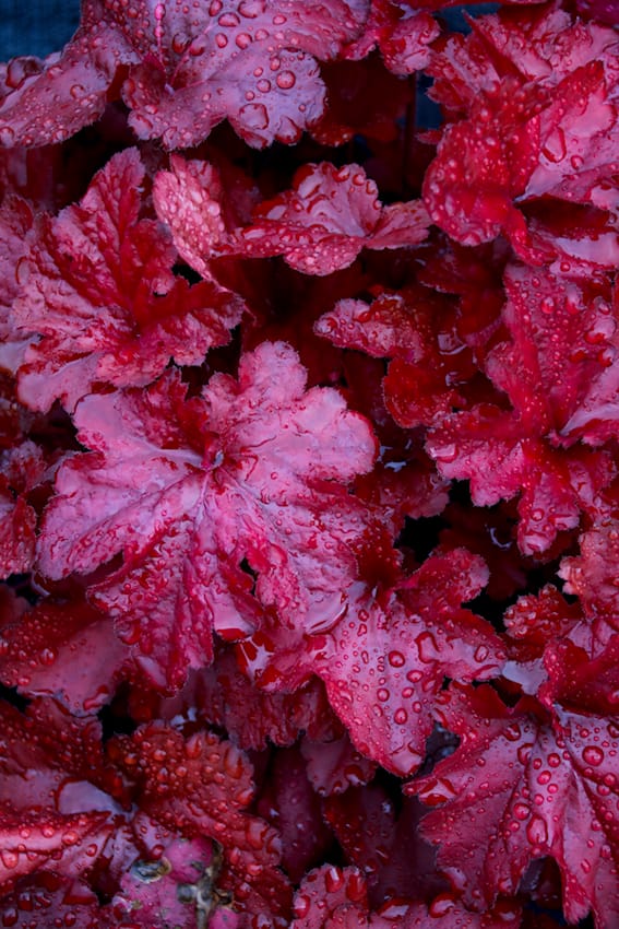 Heuchera bei Volmary