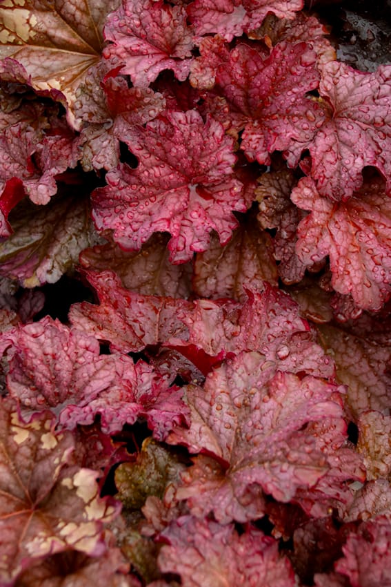 Heuchera bei Volmary