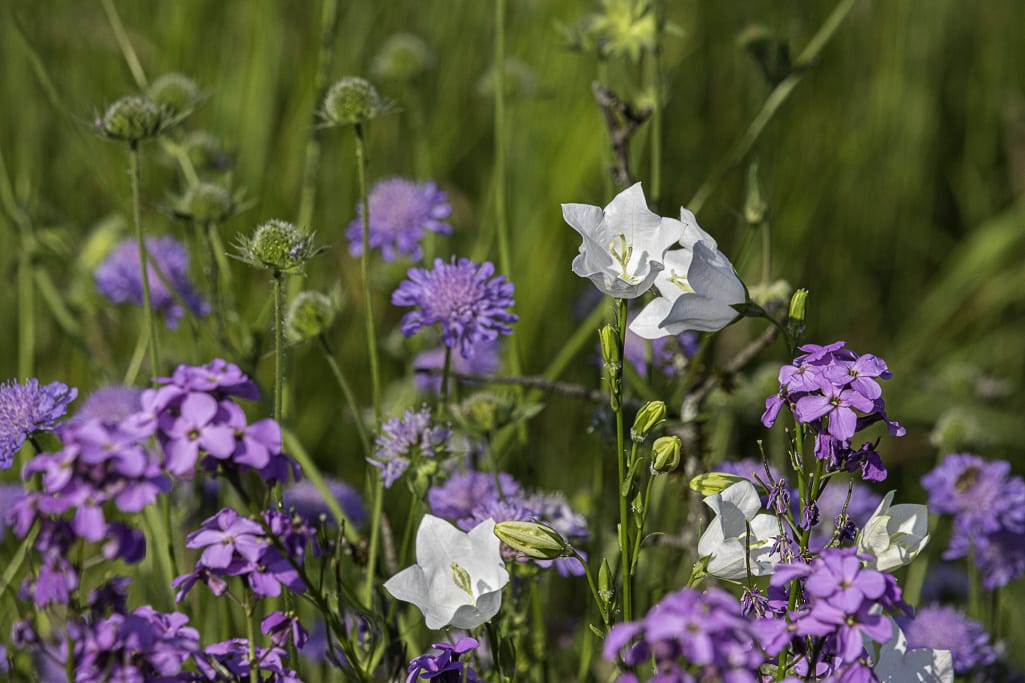 Bunte Blumen
