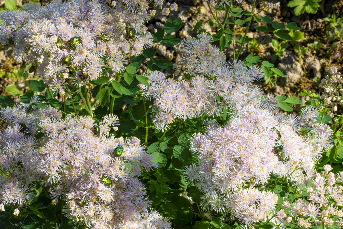 Rosenkäfer auf Wiesenraute