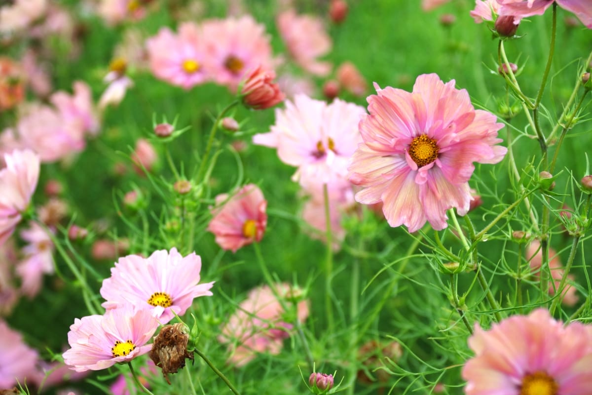 Cosmea Apricotta