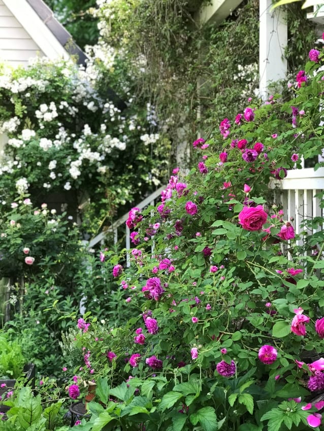Rosen