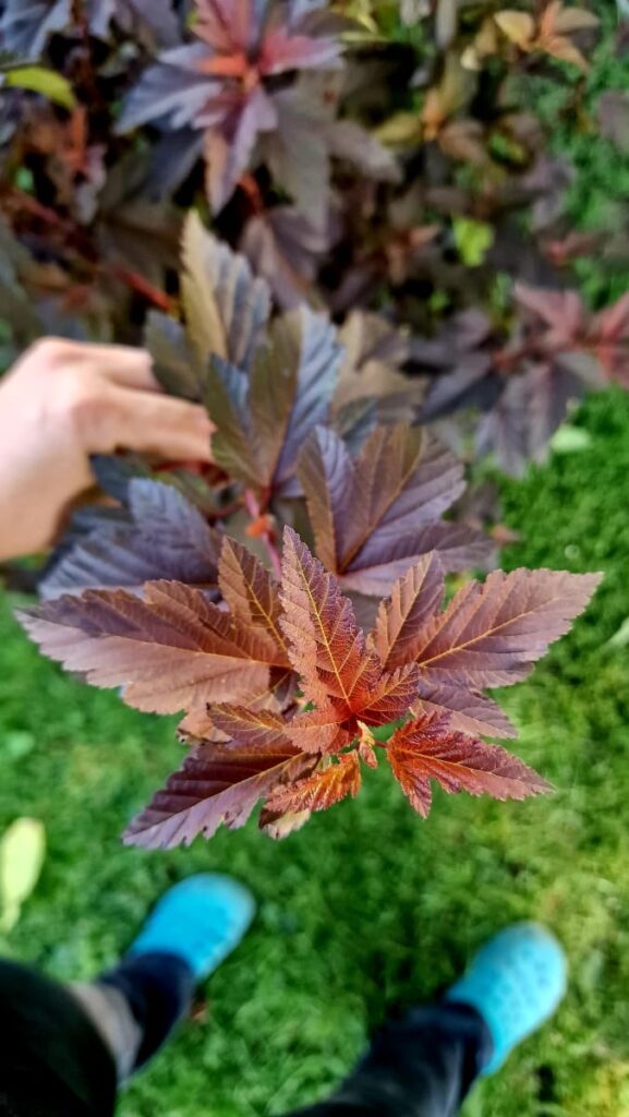 Garten mit Gehölzen gestalten