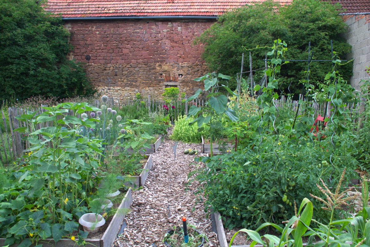 Mein Gemüsegarten im Juli