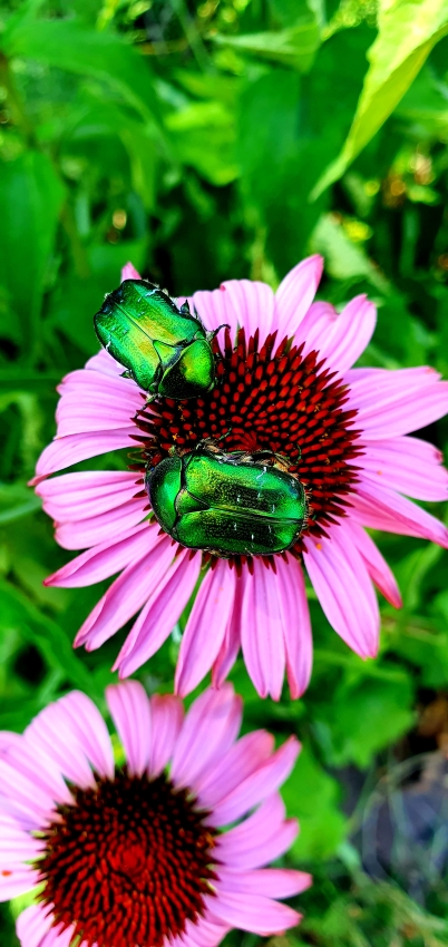 Gartenarbeit im Juli