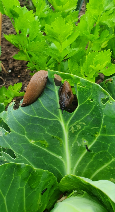 Gartenarbeit im Juli