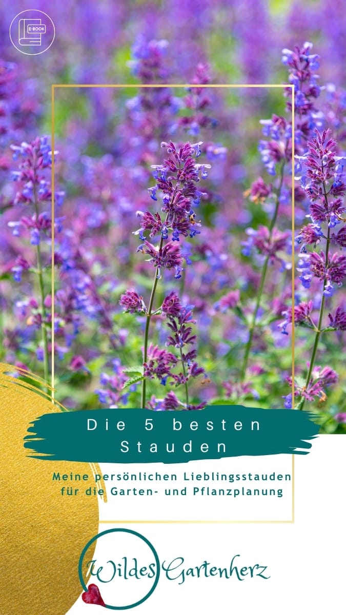 Die besten Stauden für deinen Garten