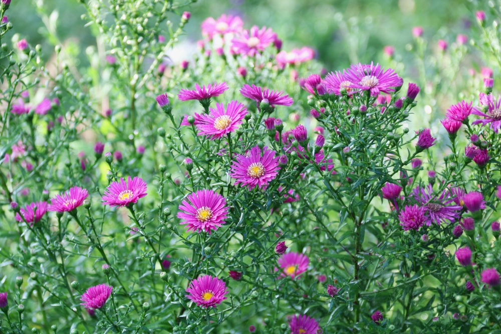 Pflanzen für Lehmboden - Astern in Rosa!