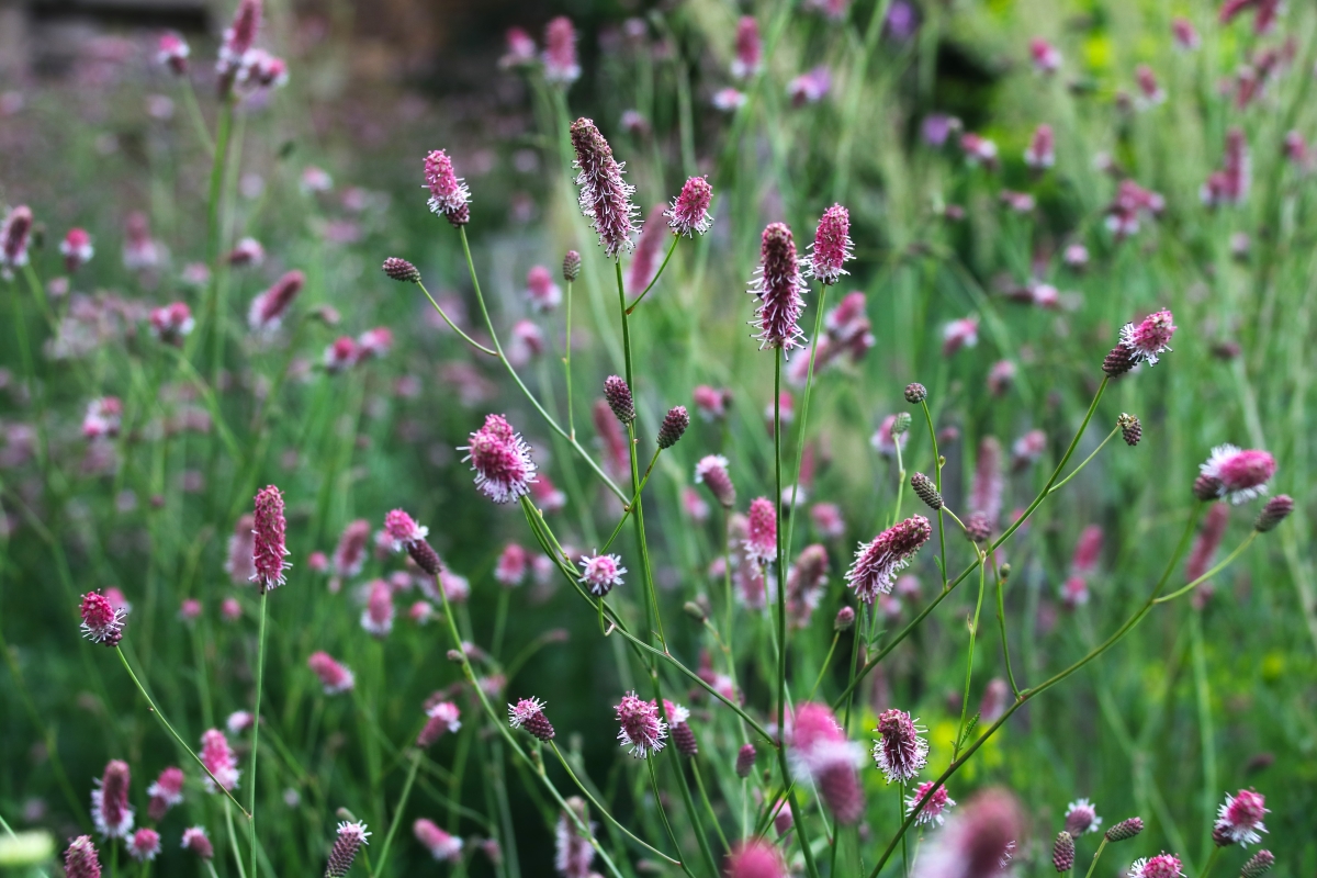 Pflanzen für Lehmboden - der hohe Wiesenknopf 'Pink Tanna'