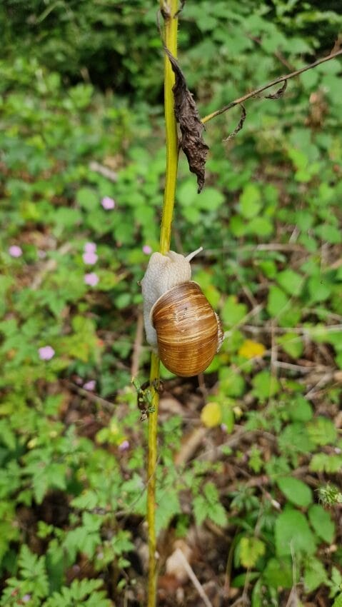Weinbergschnecke auf einem Stengel