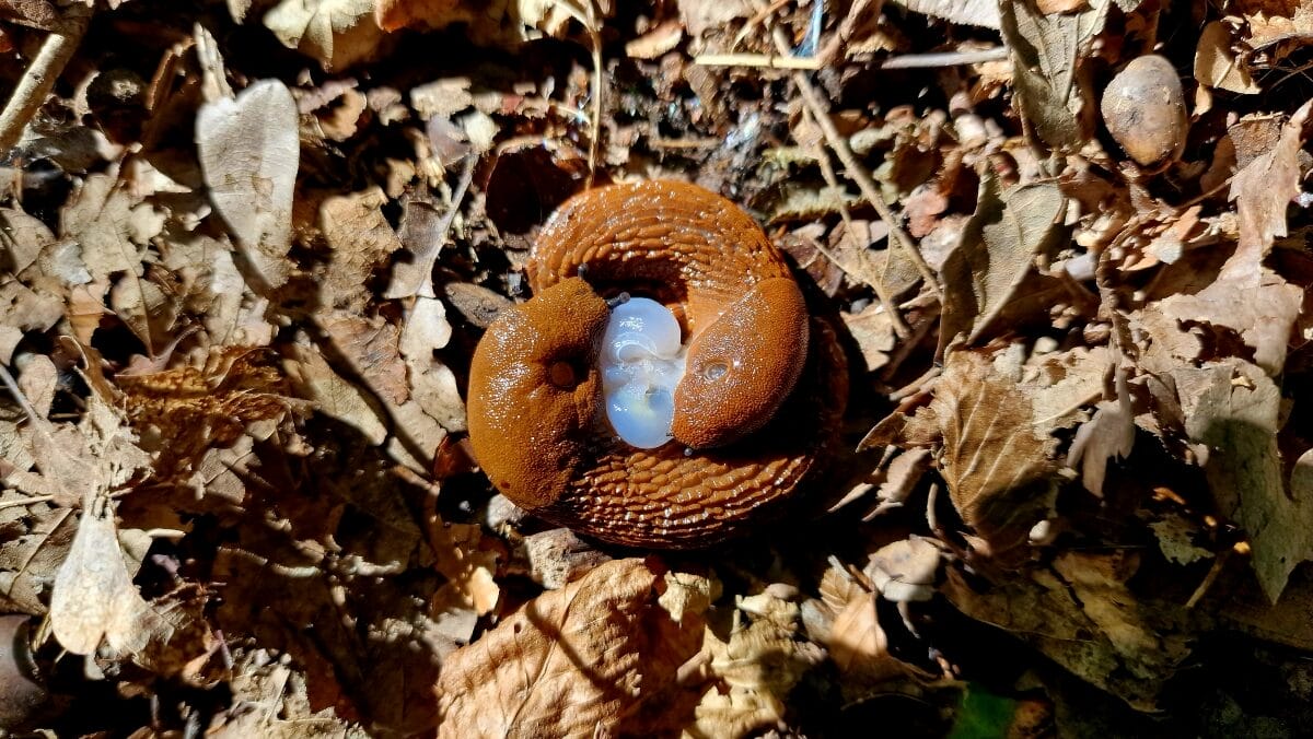 Nacktschnecken