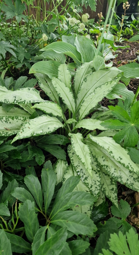 silbrige Lungenkraut (Pulmonaria Hybride 'Majeste')