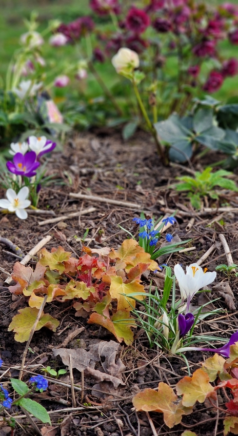 Krokusse und Heuchera unterm Walnussbaum