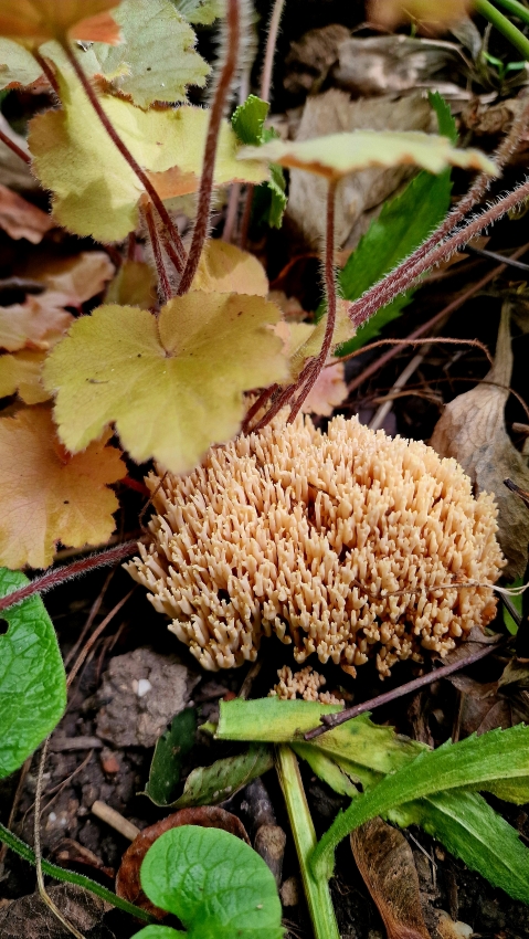 Ein unbekannter Pilz im Walnussbeet!