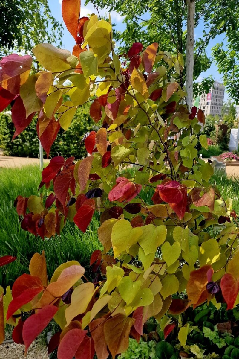 Garten mit Gehölzen gestalten