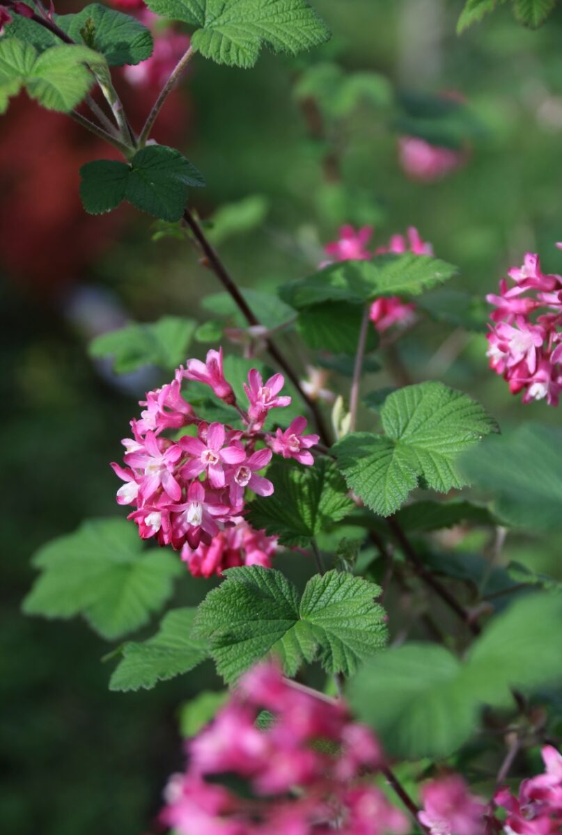 Garten mit Gehölzen gestalten