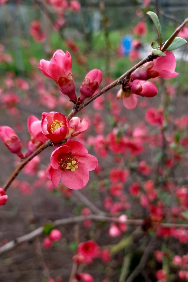 Garten mit Gehölzen gestalten